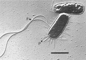 helicobacter pylori trasmesso con un bacio: c'è da preoccuparsi? helicobacter pylori trasmesso con un bacio: c'è da preoccuparsi?