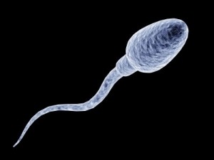L'escherichia coli e lo sperma : un rapporto pericoloso L'escherichia coli e lo sperma : un rapporto pericoloso