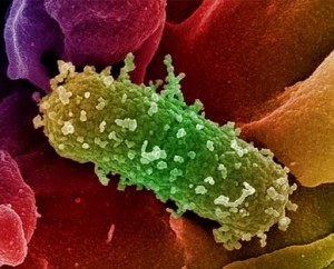 Escherichia coli ospite della flora microbica intestinale